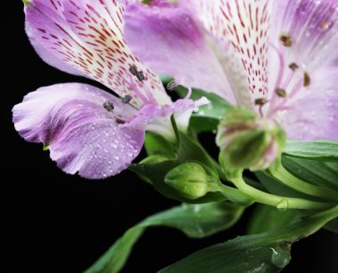 mor çiçekler alstroemeria