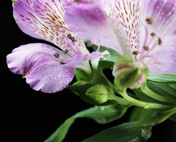 Fialové květy kosatců — Stock fotografie