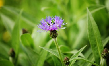 Bahçedeki çiçekler