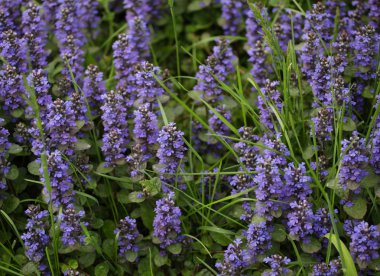 Bahçedeki çiçekler