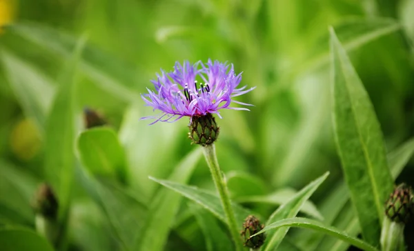 Flowers in a garden — Stock Photo, Image