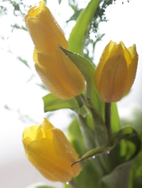 Žluté tulipány — Stock fotografie