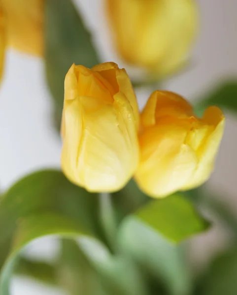 Žluté tulipány — Stock fotografie