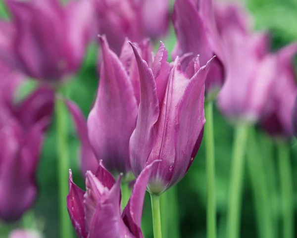 Rosa tulpaner i trädgården — Stockfoto