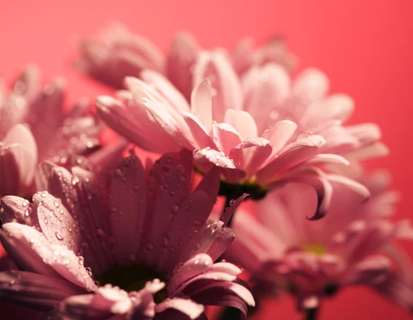 Flores de crisantemo rosa — Foto de Stock