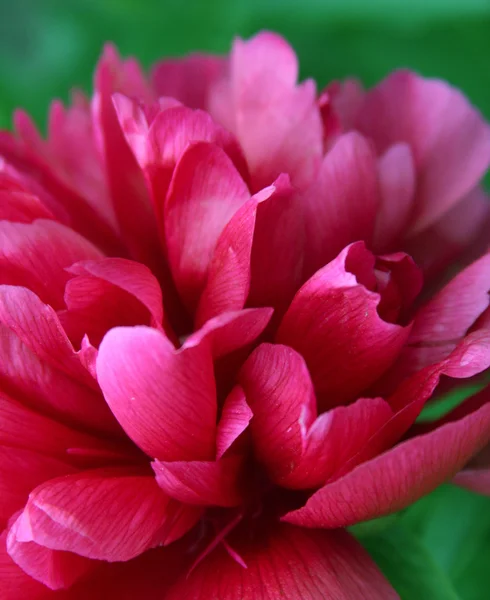 Pink peony — Stock Photo, Image