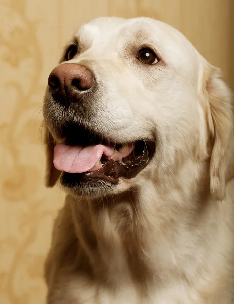 Belo cão golden retriever — Fotografia de Stock