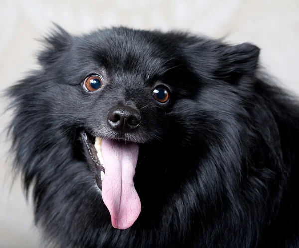 Cane nero con grande sorriso — Foto Stock