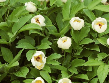 Bahçedeki çiçekler