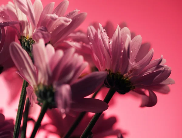 Closed up chrysanthemum — Stock Photo, Image
