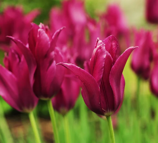 Růžové tulipány na zahradě — Stock fotografie