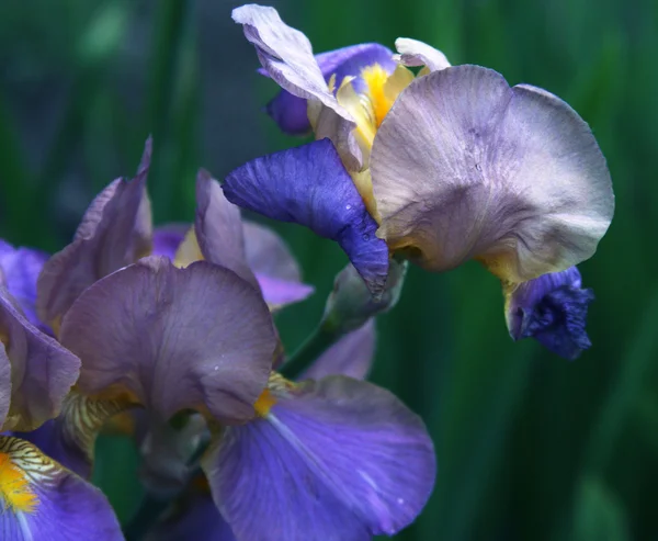 Primo piano del fiore dell'iride — Foto Stock