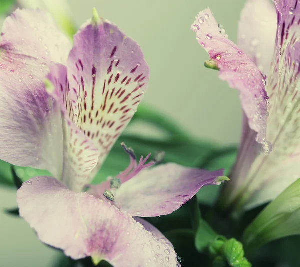Pembe çiçek alstroemeria — Stok fotoğraf
