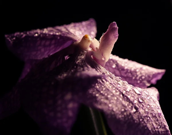 紫色の蘭の花 — ストック写真