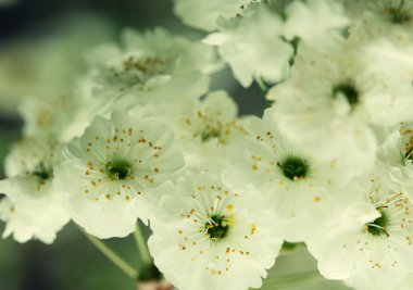 beyaz çiçek açan dal çiçek üzerinde kapat