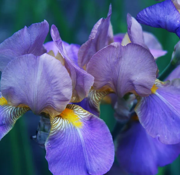 Gros plan sur la fleur d'iris — Photo