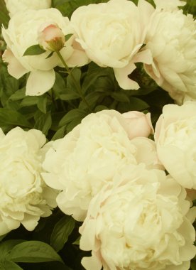 güzel beyaz Şakayık