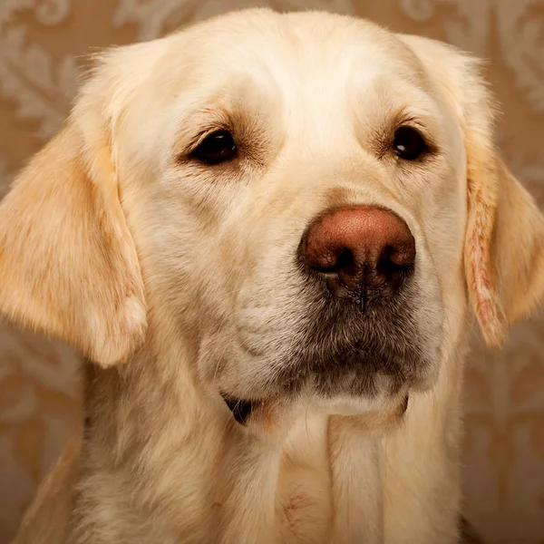 Vacker golden retriever — Stockfoto