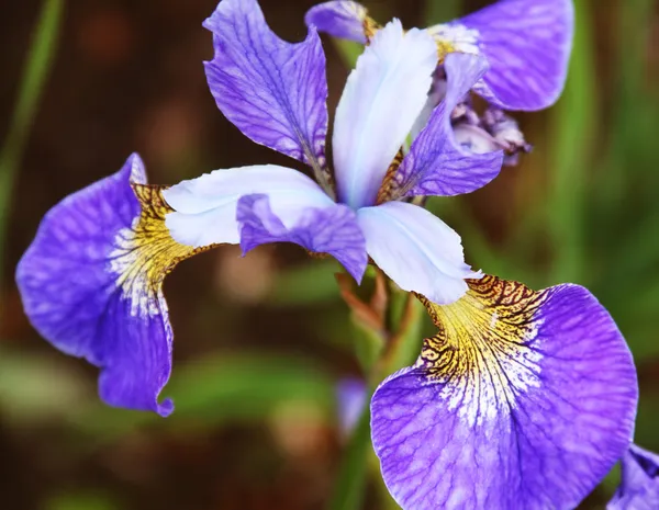 Prachtige heldere irissen — Stockfoto