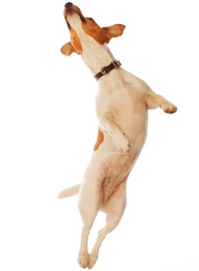 Jack Russell Teriyeri