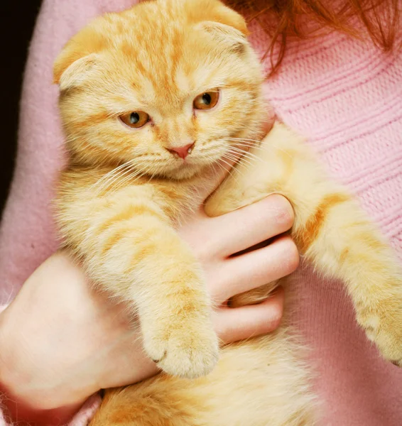 Jovem mulher com vermelho Inglaterra lop-eared gatinho — Fotografia de Stock