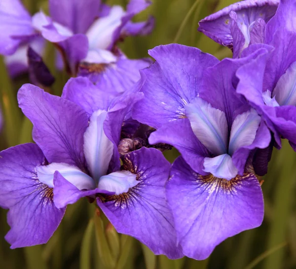 Beautiful bright irises — Stock Photo, Image