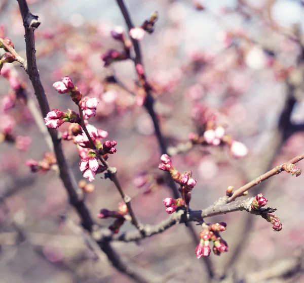 Sakura w wiosennym ogrodzie. — Zdjęcie stockowe