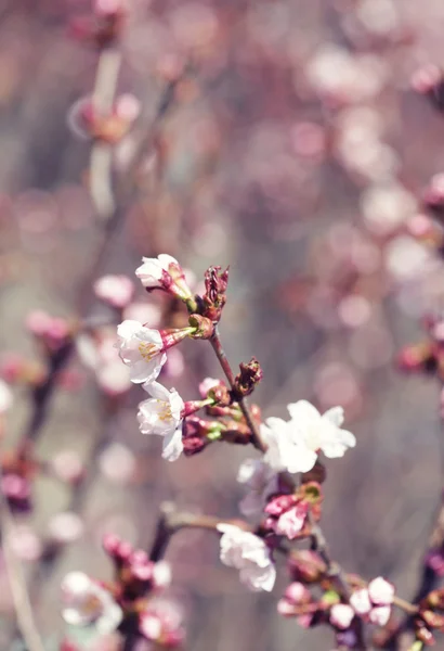 春の庭の桜. — ストック写真