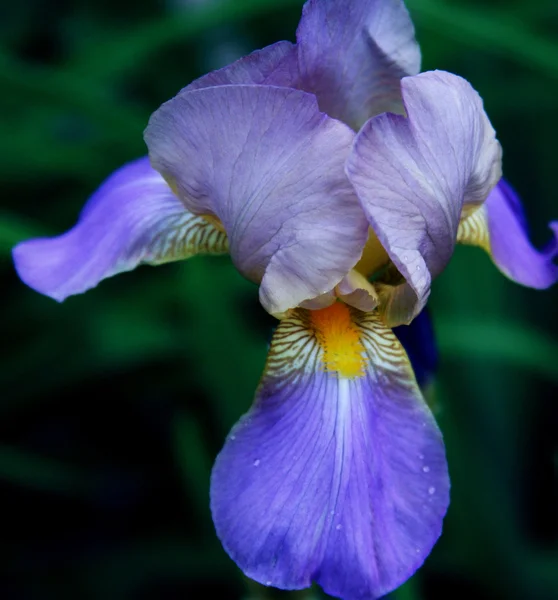 Close-up van irisbloem — Stockfoto