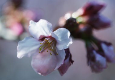 Bahar bahçesinde sakura.