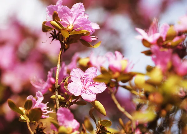 Sakura en el jardín de primavera. —  Fotos de Stock