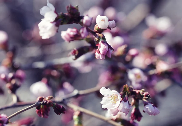 Sakura w wiosennym ogrodzie. — Zdjęcie stockowe