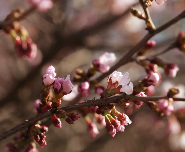 Sakura no jardim da primavera. — Fotografia de Stock