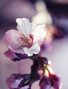 Bahar bahçesinde sakura.