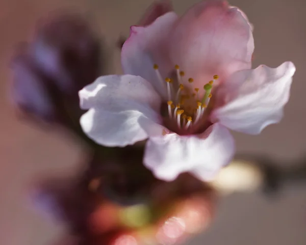 春の庭の桜. — ストック写真