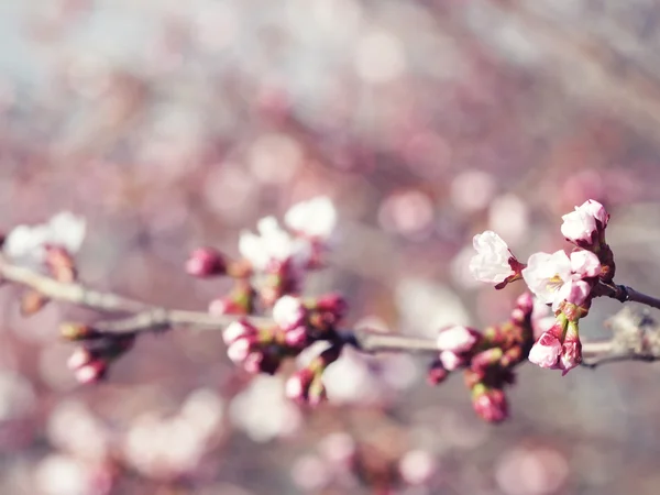 Sakura w wiosennym ogrodzie. — Zdjęcie stockowe