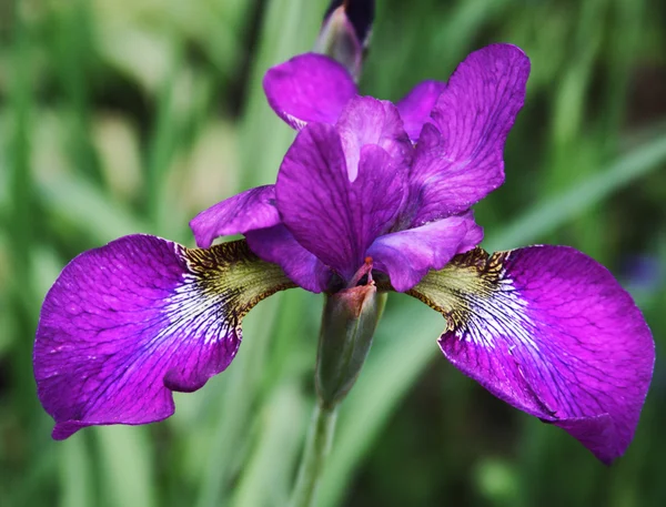 Güzel parlak irisler — Stok fotoğraf