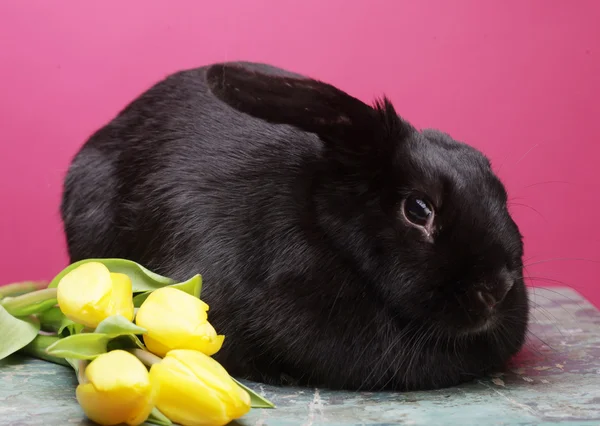 Schwarzes Kaninchen mit gelben Tulpen — Stockfoto