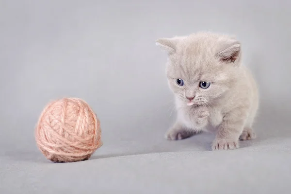 Británico taquigrafía gatito — Foto de Stock