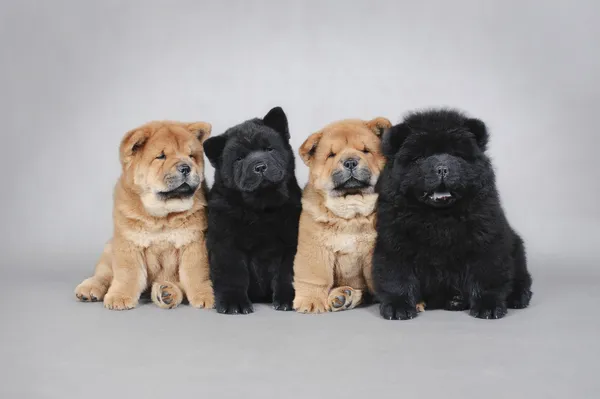 Quatro filhotes de cachorro pequeno Chow chow retrato — Fotografia de Stock