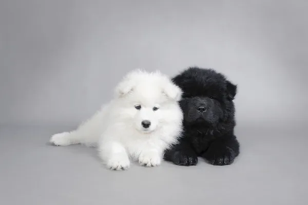 Llittle chow chow και samoyed κουτάβια πορτρέτο — Φωτογραφία Αρχείου