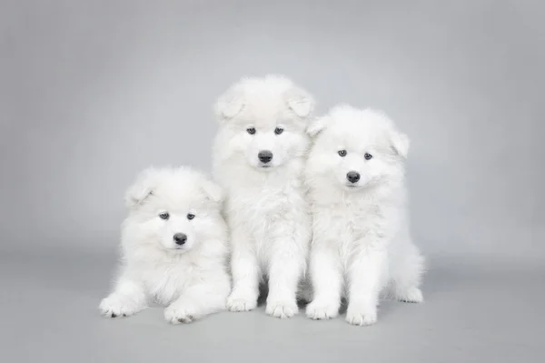 三个小萨摩小狗画像 图库图片
