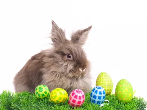 有蛋的复活节兔子 免版税图库照片