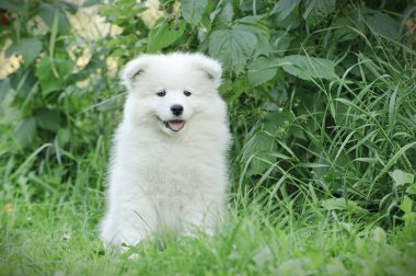 llittle samoyed köpek portre