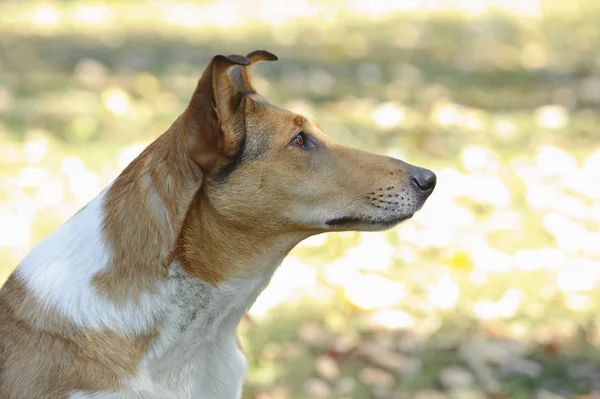 Smooth Collie perro —  Fotos de Stock