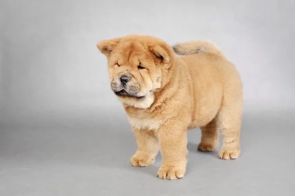 Oranžové llittle chow chow puppy portrét — Stock fotografie