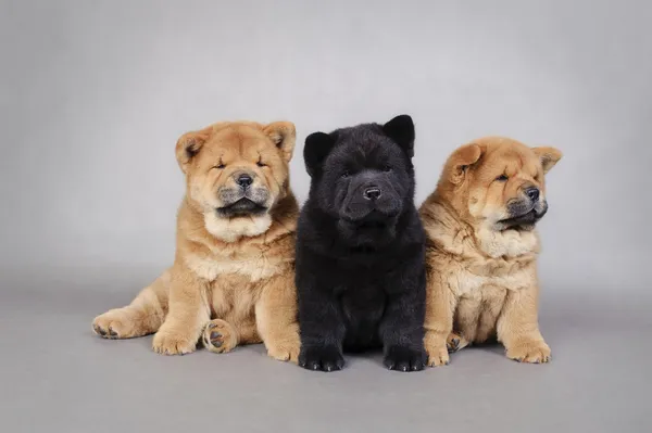 Retrato de tres cachorros de Chow chow —  Fotos de Stock