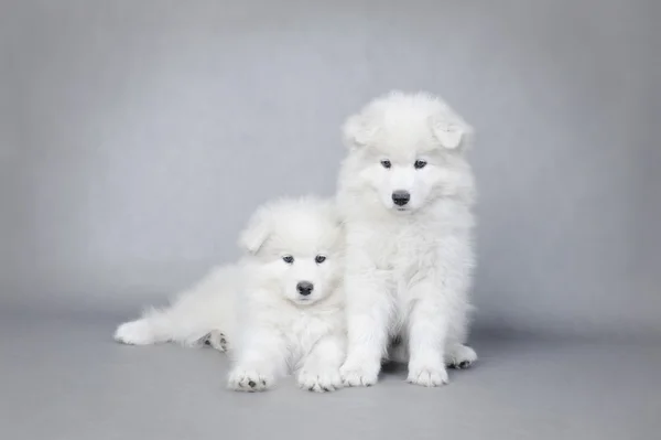 Dois pequenos cachorrinhos Samoyed retrato — Fotografia de Stock