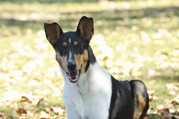 Glatter Collie-Hund lizenzfreie Stockbilder