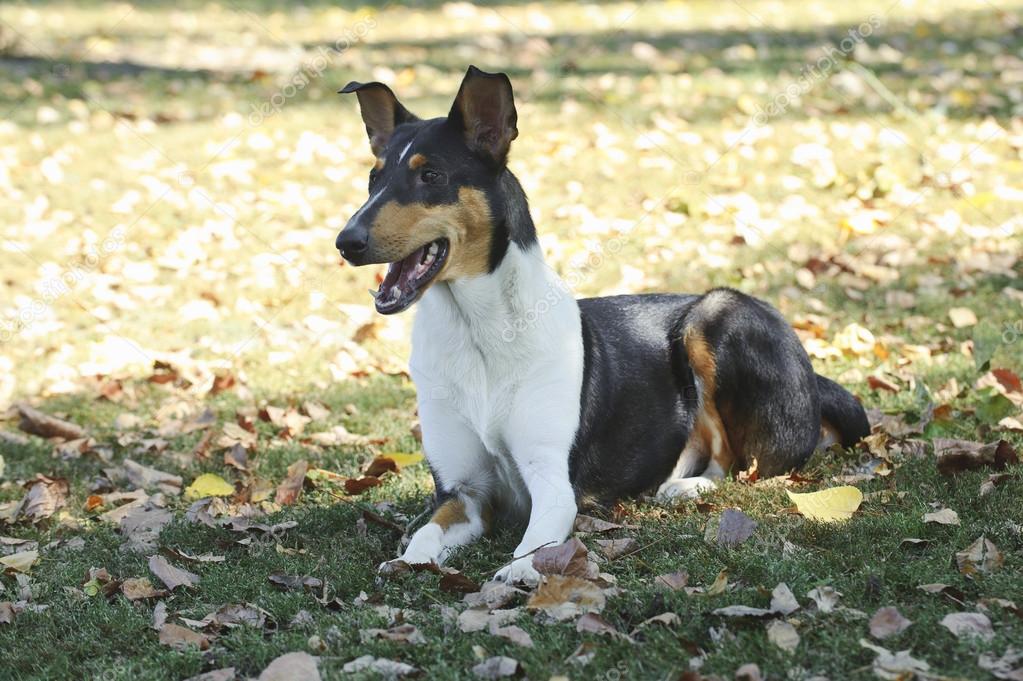smooth collie